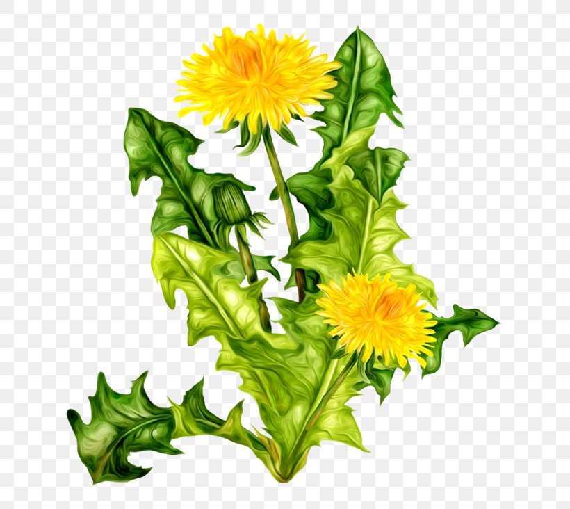 Clip Art Flower Image, PNG, 650x732px, Flower, Botany, Collage, Cut Flowers, Daisy Family Download Free