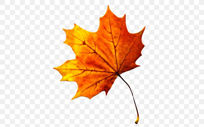 Autumn Leaf Color Maple Leaf Clip Art, PNG, 512x512px, Autumn Leaf Color, Autumn, Color, Green, Image Resolution Download Free