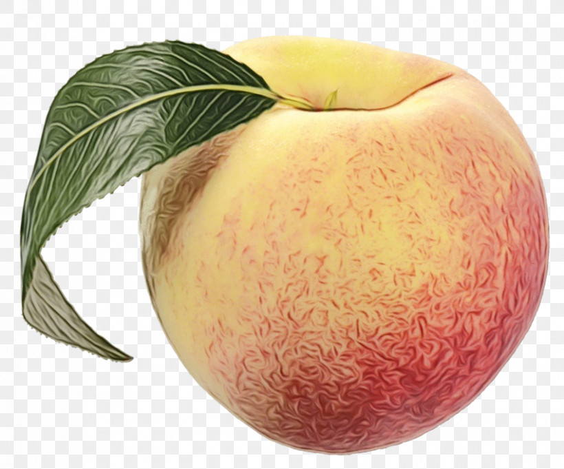 Peach Apple Apple, PNG, 850x706px, Watercolor, Apple, Paint, Peach, Wet Ink Download Free