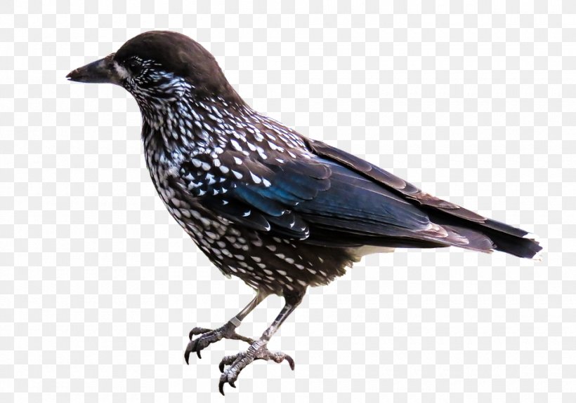 Bird American Crow, PNG, 960x674px, Bird, American Crow, Beak, Common Raven, Crow Download Free