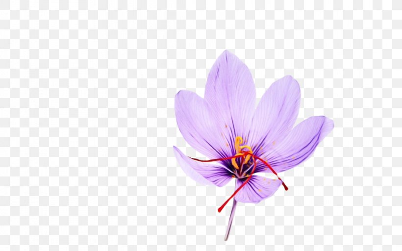 Flower Petal Violet Purple Plant, PNG, 1116x698px, Watercolor, Crocus, Flower, Paint, Petal Download Free