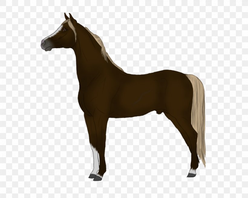 Mane Foal Stallion Pony Mare, PNG, 999x799px, Mane, Akhalteke, Bridle, Colt, Cream Locus Download Free