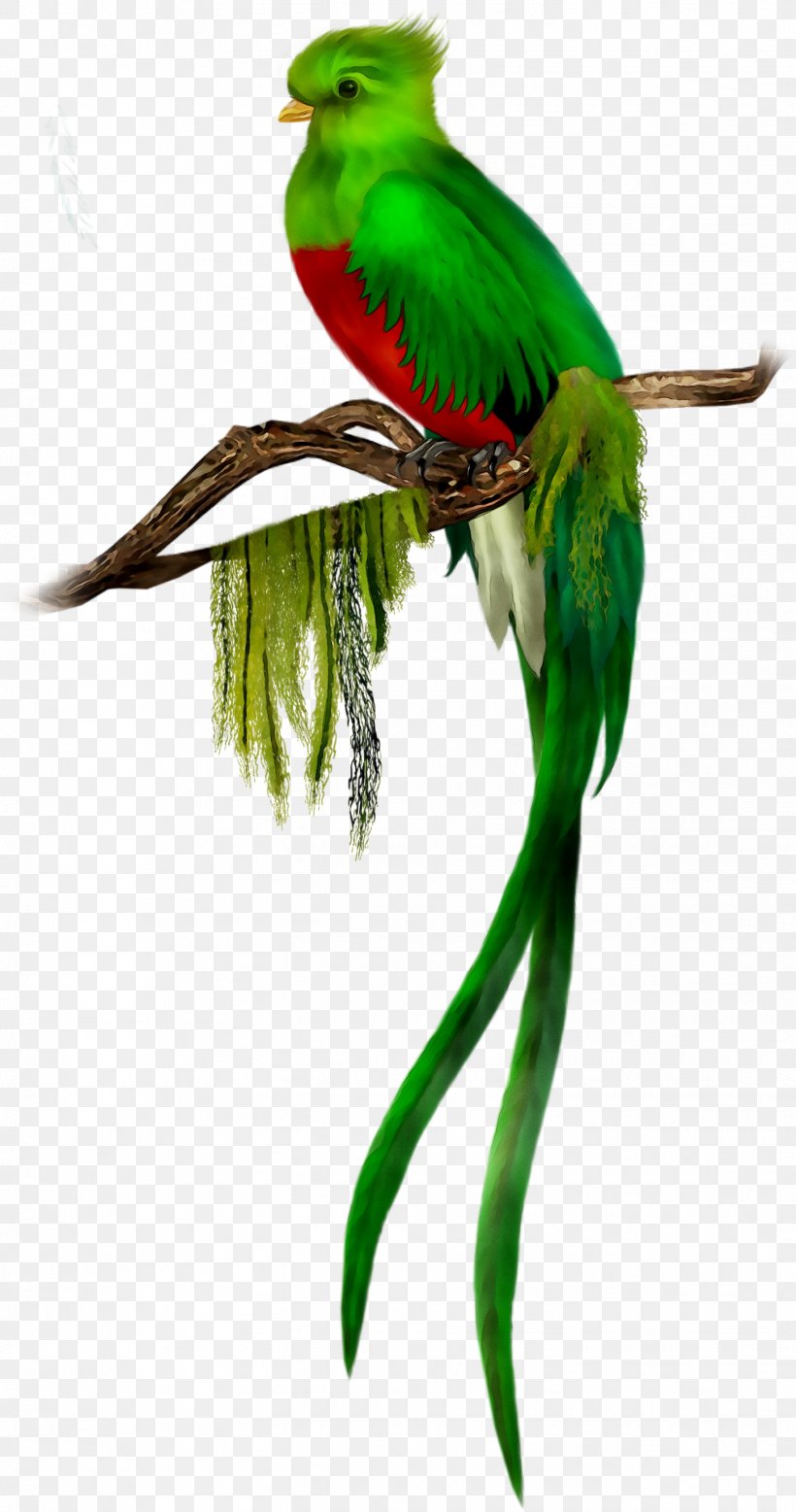 Bird Resplendent Quetzal Clip Art El Quetzal, PNG, 1452x2758px, Bird