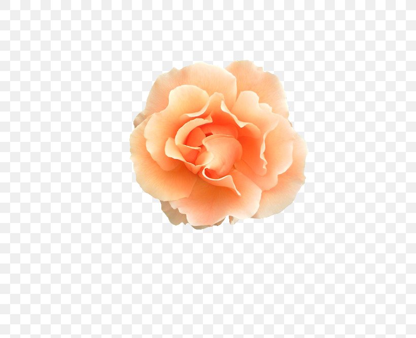 Garden Roses Aldridge Cabbage Rose Peach Pink, PNG, 500x667px, Garden Roses, Aldridge, Cabbage Rose, Color, Cut Flowers Download Free