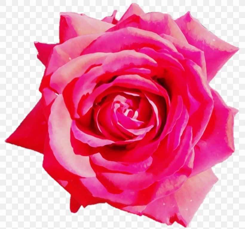 Garden Roses, PNG, 1030x961px, Watercolor, Floribunda, Flower, Flowering Plant, Garden Roses Download Free