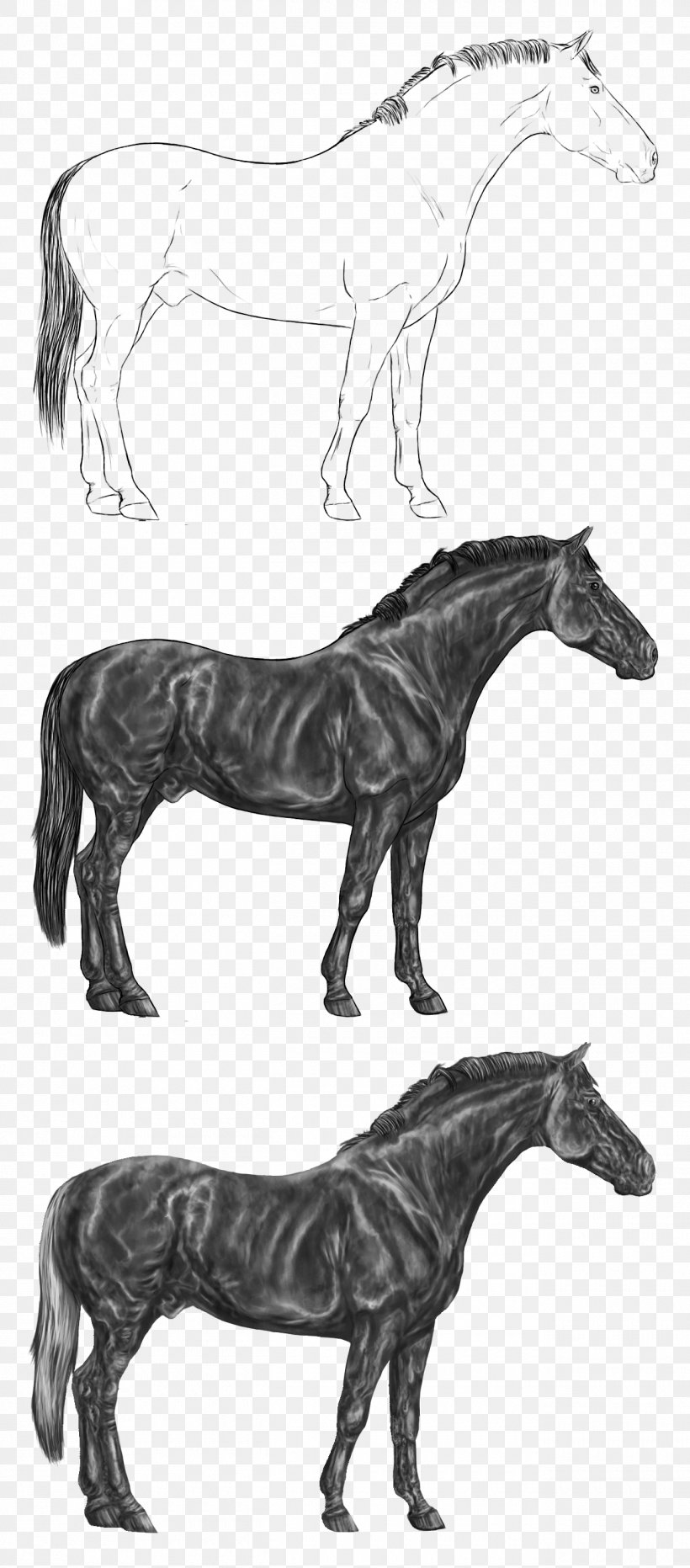 Mule Mustang Royalty-free Stallion, PNG, 1300x2954px, Mule, Black And White, Carnivoran, Dog Like Mammal, Drawing Download Free