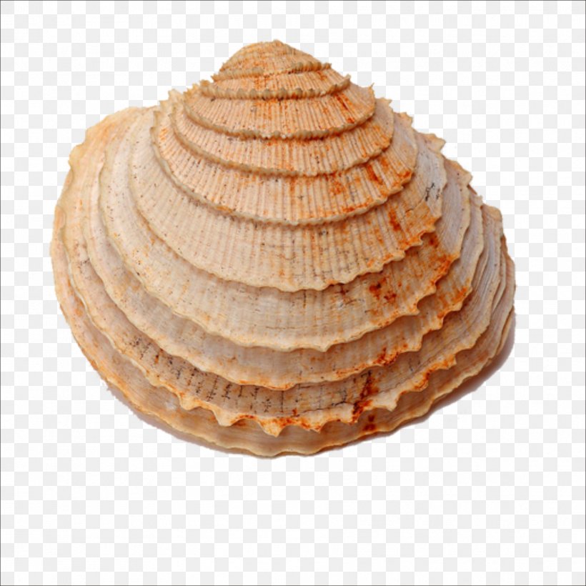 Seashell Fossil Shellfish Sea Snail, PNG, 1773x1773px, Seashell, Baked Goods, Circular Sector, Clams Oysters Mussels And Scallops, Diagenesis Download Free