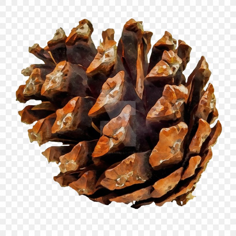 Sugar Pine White Pine Red Pine Lodgepole Pine Jack Pine, PNG, 1024x1024px, Watercolor, Conifer Cone, Jack Pine, Lodgepole Pine, Oregon Pine Download Free