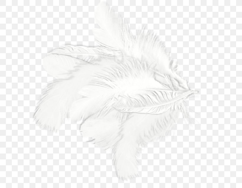 White Feather Drawing Black Pattern, PNG, 600x637px, White, Bird, Black, Black And White, Drawing Download Free