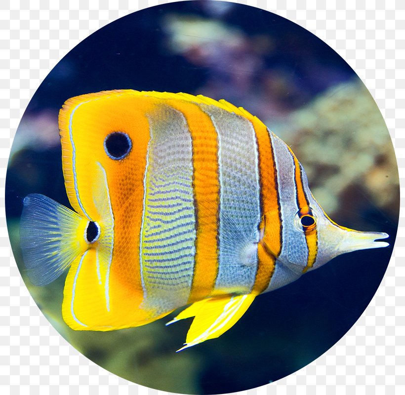 Aquariums Fishkeeping Saltwater Fish Mandarinfish, PNG, 800x800px, Aquariums, Aquarium, Coral Reef Fish, Deep Sea Fish, Electric Blue Download Free