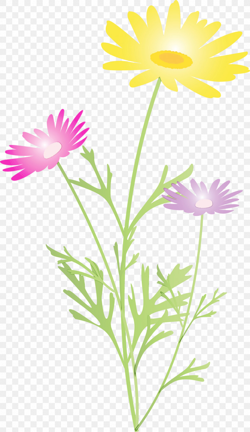 Daisy, PNG, 1737x2999px, Marguerite Flower, African Daisy, Aster, Camomile, Chamomile Download Free