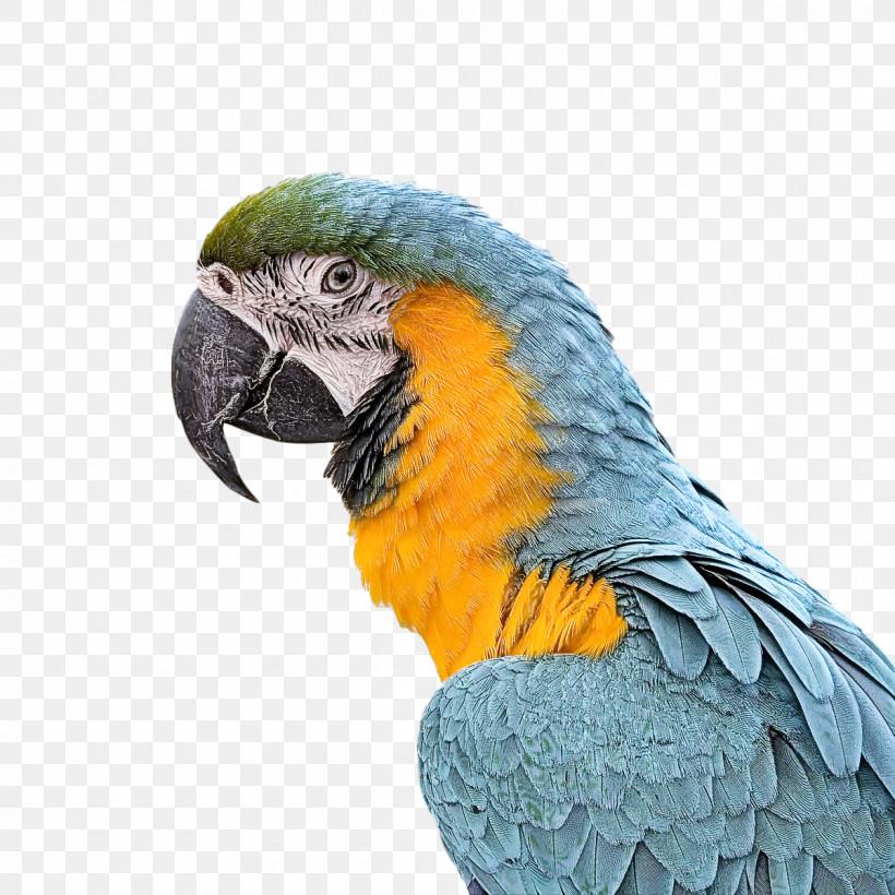 Feather, PNG, 1200x1200px, Macaw, Beak, Feather, Parakeet Download Free