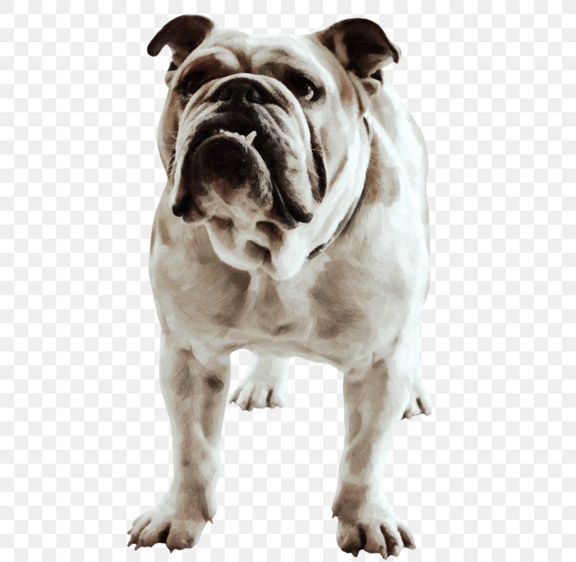 French Bulldog American Bulldog Bull Terrier Race, PNG, 486x800px, Bulldog, American Bulldog, Animal, Australian Bulldog, Breed Download Free