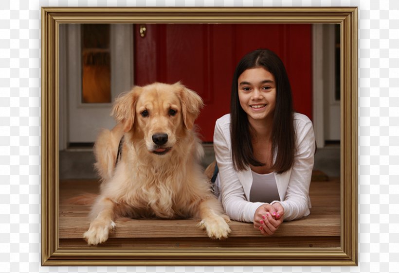 Golden Retriever Puppy Dog Breed Companion Dog, PNG, 850x583px, Golden Retriever, Breed, Carnivoran, Companion Dog, Crossbreed Download Free