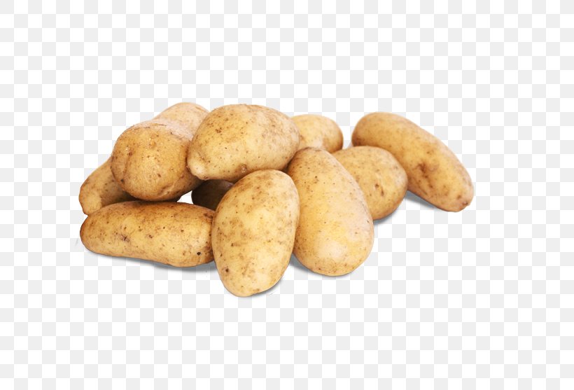 Russet Burbank Potato Fingerling Potato Yukon Gold Potato Irish Potato Candy Tuber, PNG, 800x557px, Russet Burbank Potato, Fingerling Potato, Food, Irish Potato Candy, Potato Download Free