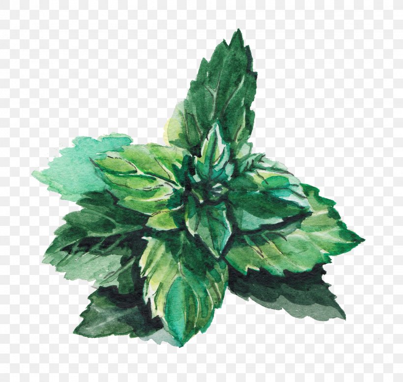 Water Mint Leaf Green Lemonade, PNG, 1949x1851px, Water Mint, Cartoon, Copywriting, Green, Herb Download Free