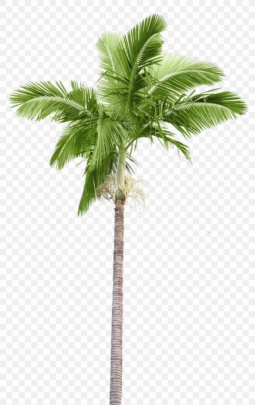 Arecaceae Stock Photography Palm Branch Coconut, PNG, 2624x4164px ...