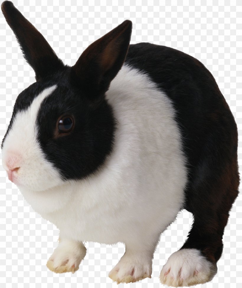 Guinea Pig Lenric C21 Ltd (SnuggleSafe) Ferret Rabbit Warren, PNG, 2092x2494px, Dutch Rabbit, Angora Rabbit, Animal, Domestic Rabbit, Dwarf Rabbit Download Free