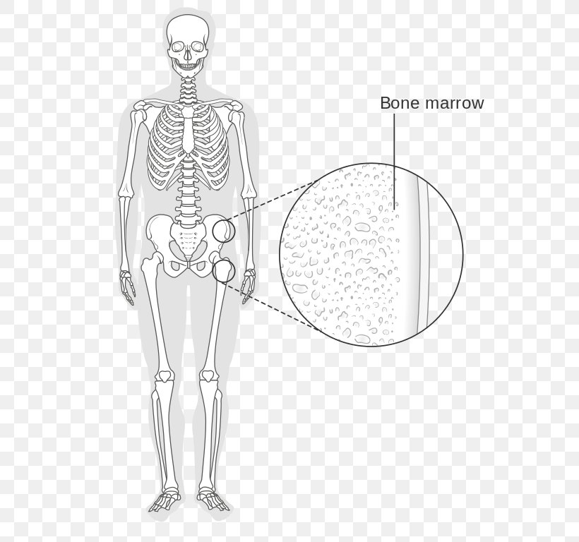 Bone Marrow Human Skeleton Wikimedia Commons, PNG, 649x768px, Watercolor, Cartoon, Flower, Frame, Heart Download Free