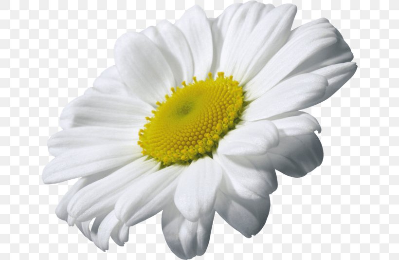 Chamomile Clip Art, PNG, 650x534px, Chamomile, Chrysanths, Common Daisy, Daisy, Daisy Family Download Free