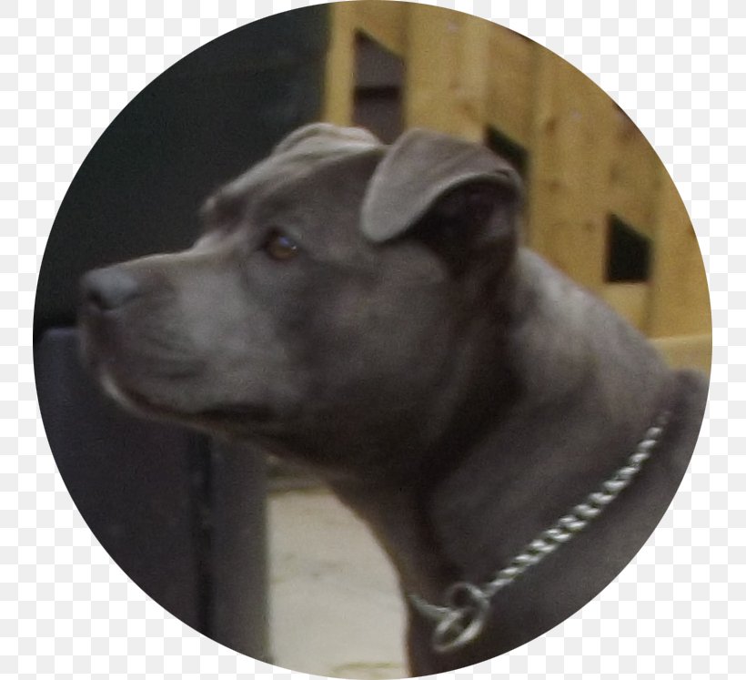 Dog Breed American Pit Bull Terrier Dog Collar, PNG, 747x747px, Dog Breed, American Pit Bull Terrier, Breed, Carnivoran, Collar Download Free