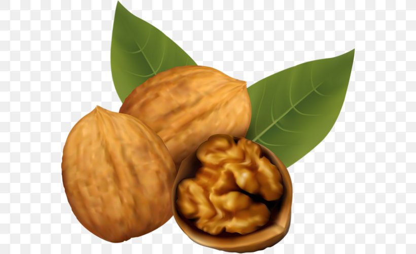 Walnut Clip Art, PNG, 580x500px, Walnut, Commodity, Drawing, Dried Fruit, English Walnut Download Free