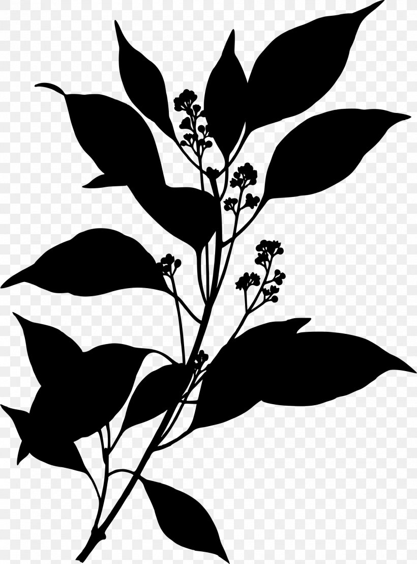 Camphor Tree Köhler's Medicinal Plants Chinese Cinnamon Cinnamomum Verum, PNG, 1776x2400px, Camphor Tree, Artwork, Black And White, Branch, Camphor Download Free