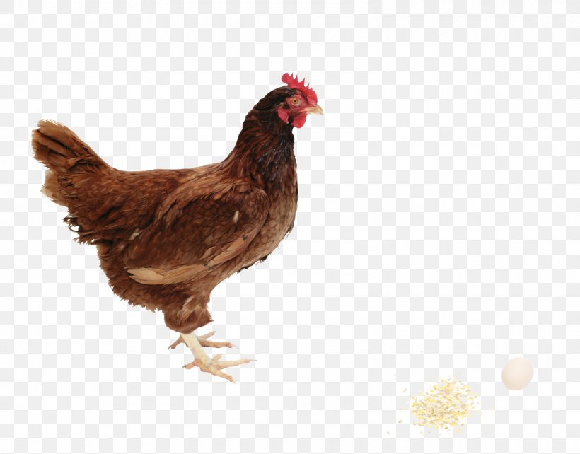 Fried Chicken Chicken Meat Egg, PNG, 1600x1254px, Chicken, Beak, Bird, Chicken Meat, Chicken Or The Egg Download Free
