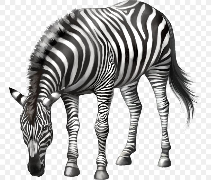 Horse Zebra Stock Photography, PNG, 748x700px, Horse, Black And White, Fauna, Horse Like Mammal, Mammal Download Free