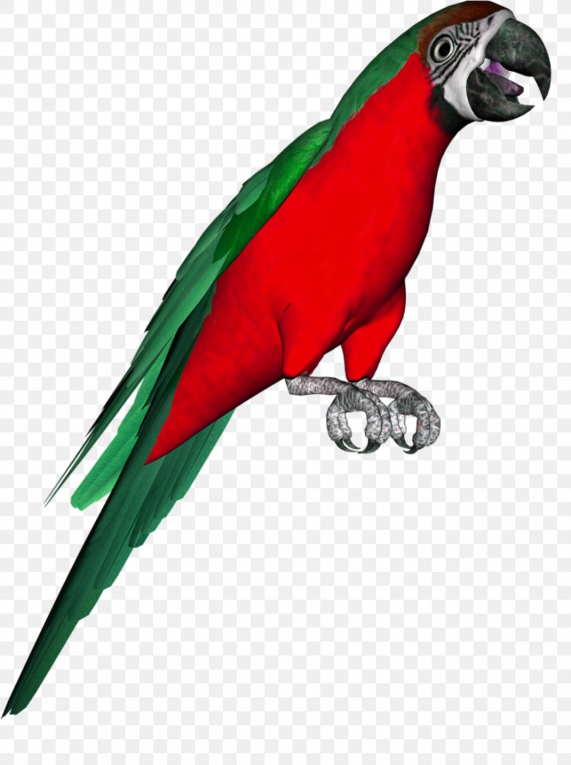 Macaw Parakeet Bird Budgerigar Beak, PNG, 892x1194px, Macaw, Animal, Animal Figure, Beak, Bird Download Free