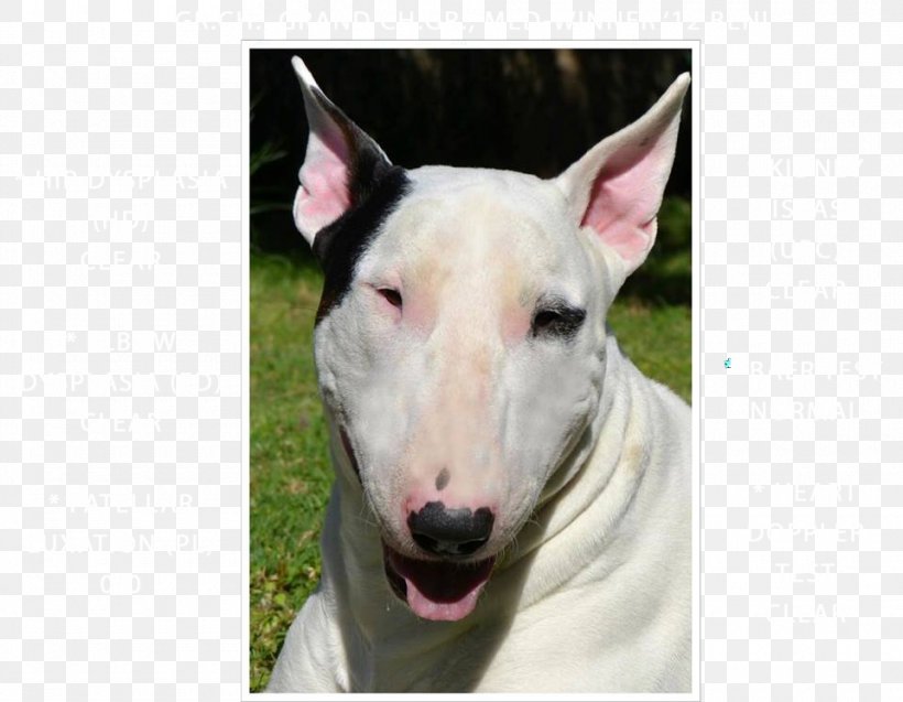 Miniature Bull Terrier Bull And Terrier American Pit Bull Terrier Old English Terrier, PNG, 960x746px, Bull Terrier, American Pit Bull Terrier, Breed, Bull, Bull And Terrier Download Free