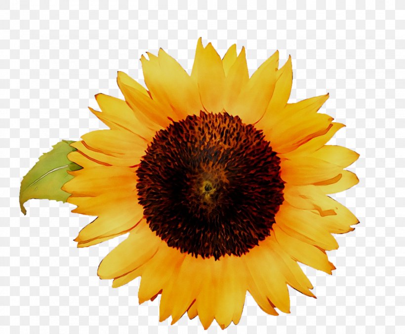 Sunflower Art Image Painting Illustration, PNG, 1458x1204px, Sunflower, Annual Plant, Art, Asterales, Calendula Download Free