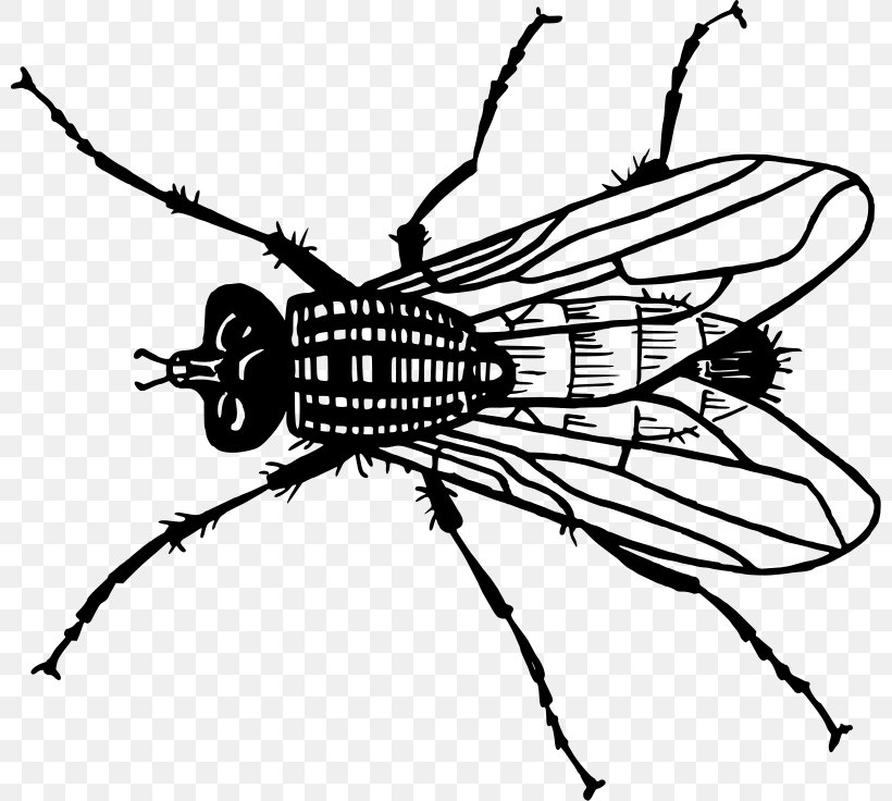 Insect Housefly Clip Art, PNG, 800x736px, Insect, Arthropod, Artwork, Black And White, Drawing Download Free