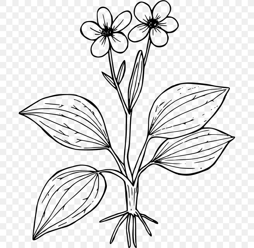 Ranunculus Glaberrimus Coloring Book Flower Worksheet Plant, PNG, 699x800px, Ranunculus Glaberrimus, Artwork, Black And White, Branch, Buttercup Download Free