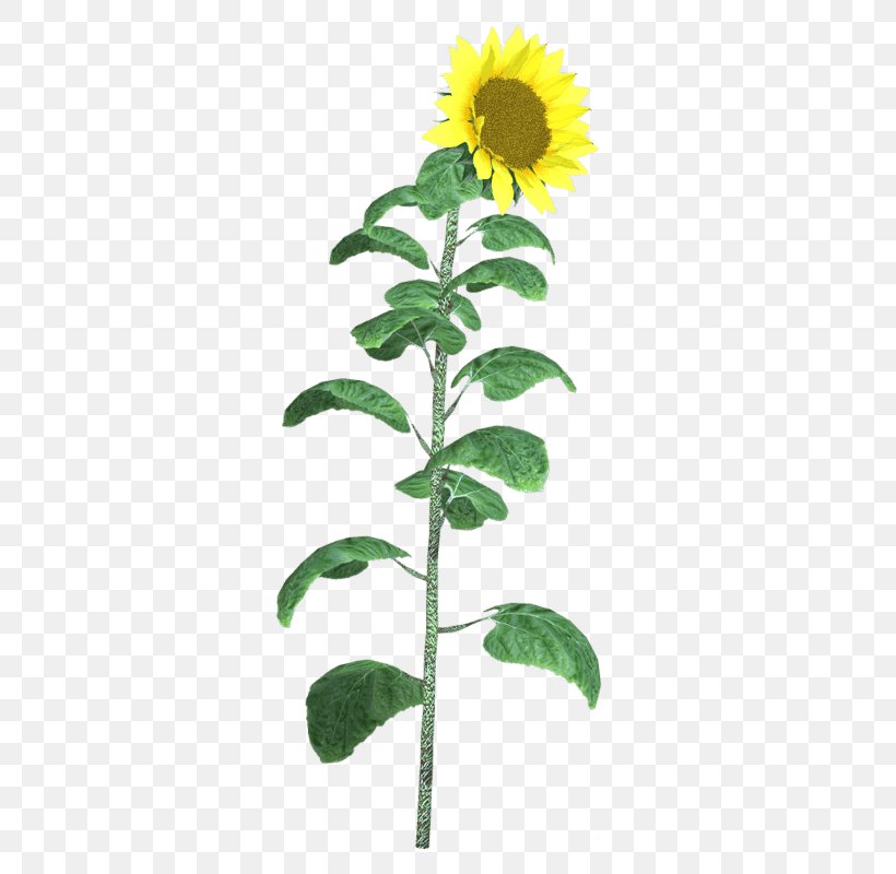 Sunflowers Cut Flowers Plant Stem, PNG, 800x800px, Sunflowers, Cut Flowers, Daisy Family, Flower, Flowering Plant Download Free