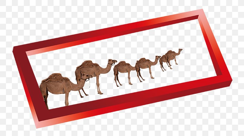 Camel Download, PNG, 800x458px, Camel, Animal, Camel Like Mammal, Estate, Picture Frame Download Free