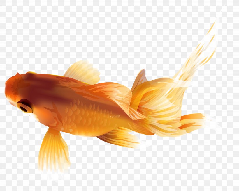 Common Goldfish Zebrafish Calico Common Carp, PNG, 8000x6418px, Common Goldfish, Animal, Black Telescope, Bony Fish, Common Carp Download Free