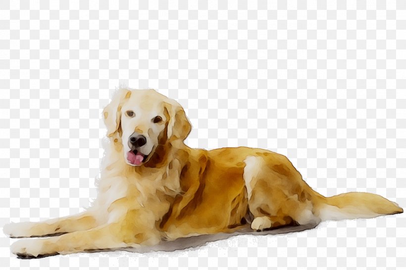Golden Retriever Labrador Retriever Puppy Dog Breed Companion Dog, PNG, 1368x912px, Golden Retriever, American Kennel Club, Breed, Canidae, Carnivore Download Free