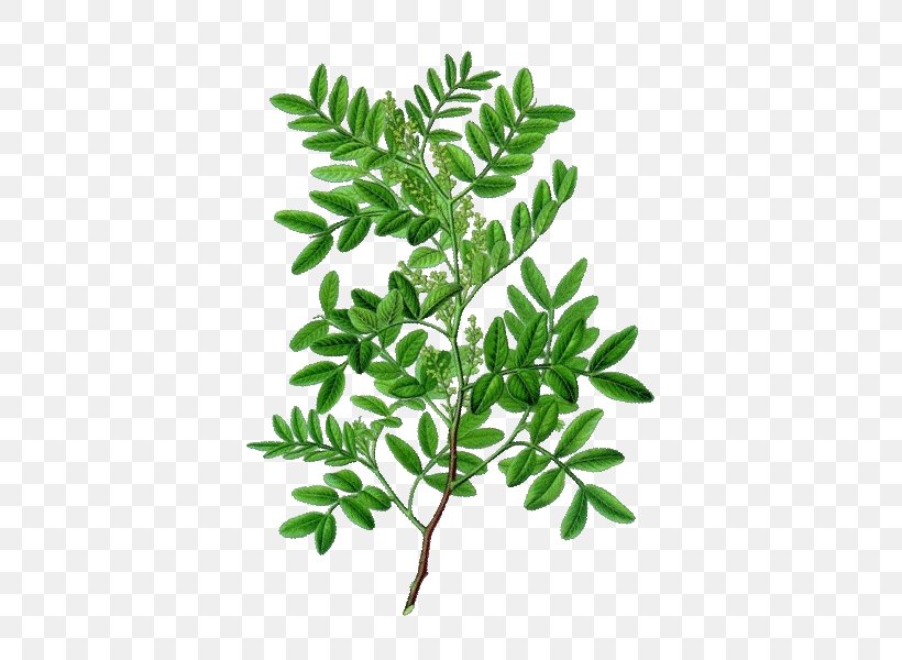 Medicinal Plants Pistacia Lentiscus Oil Leaf, PNG, 600x600px, Plant, Aromatherapy, Branch, Curry Tree, Essential Oil Download Free