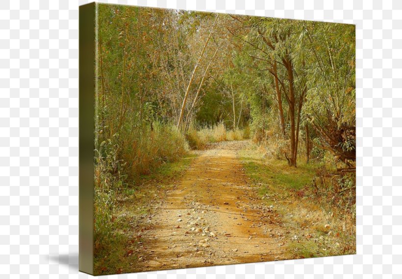 Painting Ecosystem Picture Frames Tree, PNG, 650x570px, Painting, Ecosystem, Forest, Grass, Landscape Download Free