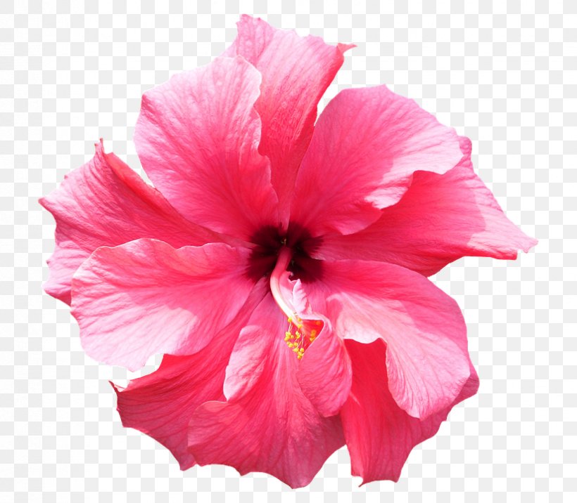 Shoeblackplant, PNG, 824x720px, Shoeblackplant, China Rose, Chinese Hibiscus, Flower, Flowering Plant Download Free