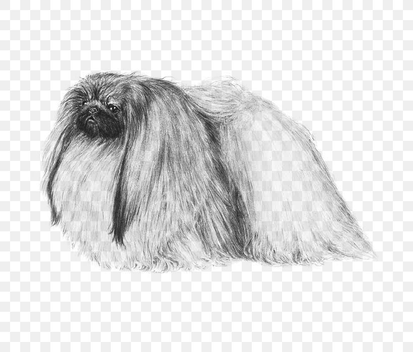 Affenpinscher Shih Tzu Lhasa Apso Tibetan Terrier Pekingese, PNG, 700x700px, Affenpinscher, Black And White, Breed, Carnivoran, Dobermann Download Free