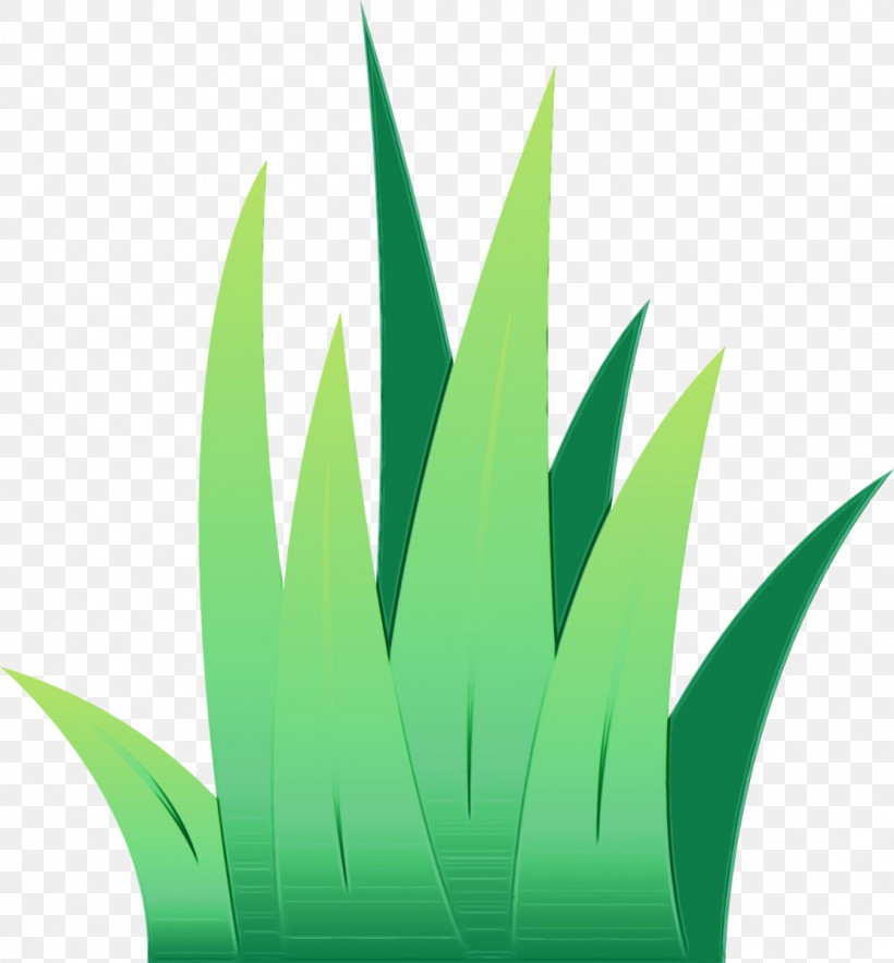 Green Leaf Grass Plant Grass Family, PNG, 1112x1200px, Watercolor, Aloe, Flower, Grass, Grass Family Download Free