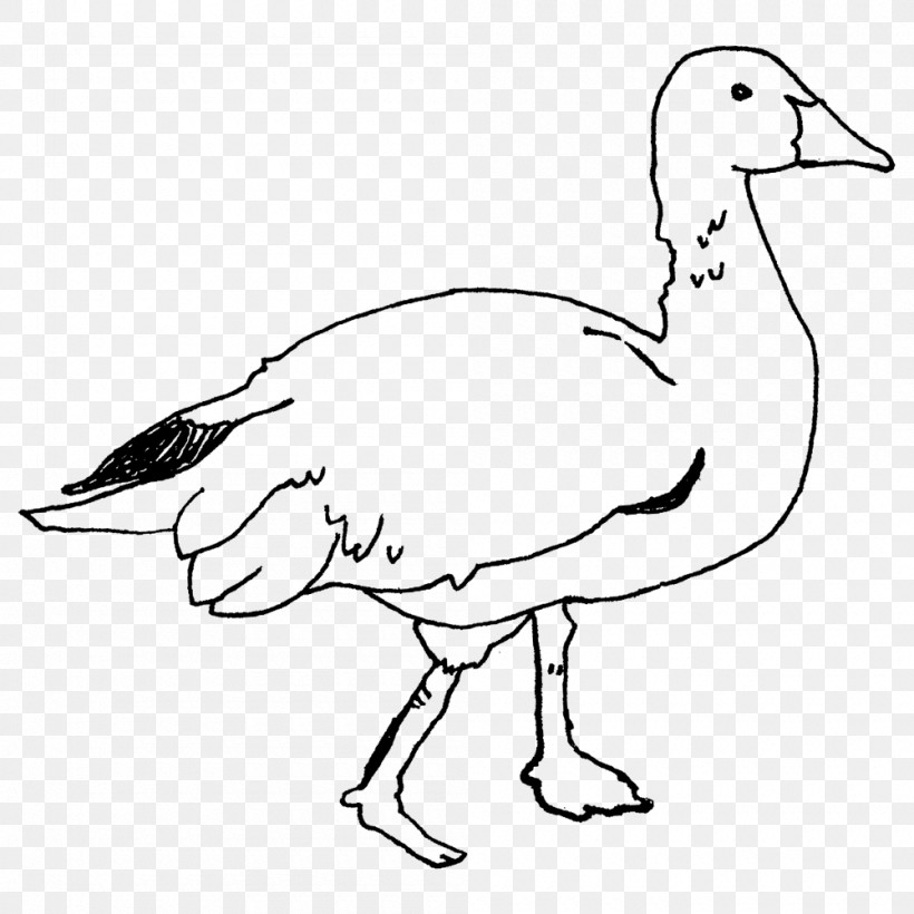 Duck Goose Fowl Line Art Beak, PNG, 1000x1000px, Duck, Beak, Fowl, Goose, Line Art Download Free