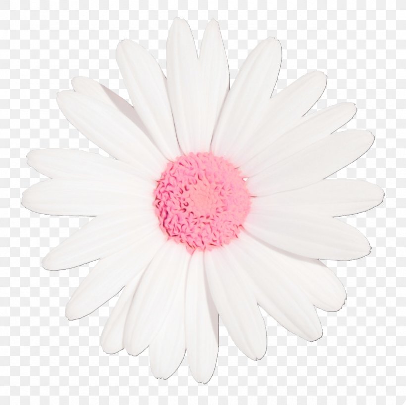 Flowers Background, PNG, 1280x1279px, Transvaal Daisy, Aster, Asterales, Barberton Daisy, Chrysanthemum Download Free