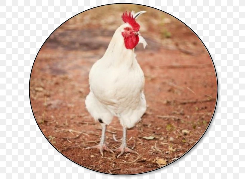 Leghorn Chicken Broiler Poultry Farming Rooster Hen, PNG, 656x600px, Leghorn Chicken, Bantam, Beak, Bird, Broiler Download Free