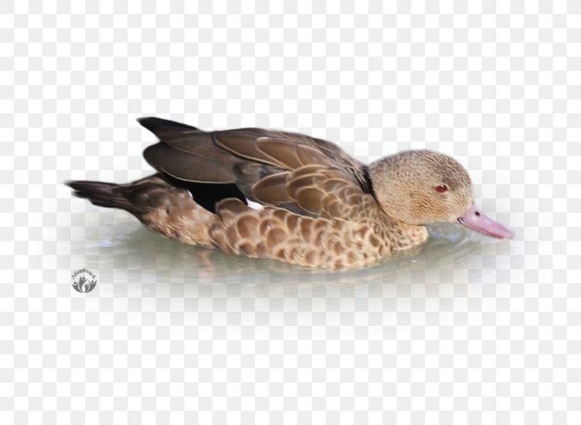 Mallard Duck Beak Feather Animal, PNG, 800x600px, Mallard, Animal, Beak, Bird, Duck Download Free