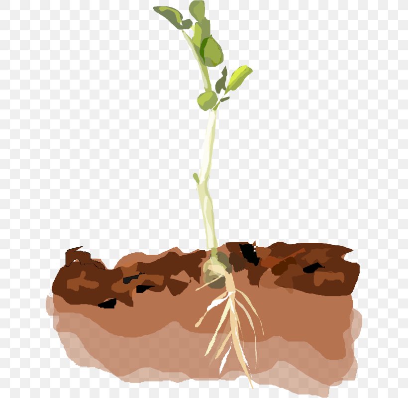 Soil Plant Clip Art, PNG, 638x800px, Soil, Branch, Flower, Flowerpot, Leaf Download Free