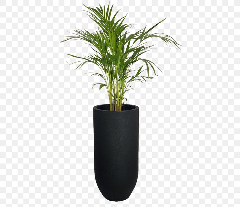 Arecaceae Flowerpot Garden Areca Palm Houseplant, PNG, 709x709px, Arecaceae, Agave, Areca Palm, Arecales, Dypsis Download Free