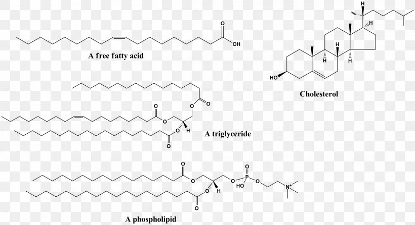 Hydrophobe Hydrophile Molecule Chemical Polarity Hydrophobic Effect, PNG, 2628x1432px, Hydrophobe, Area, Biomolecule, Black, Black And White Download Free